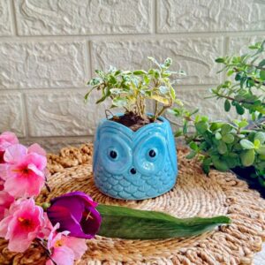 Handcrafted Ceramic Owl Planter Blue