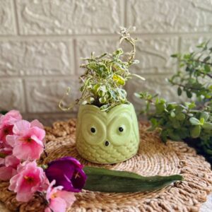 Handcrafted Ceramic Owl Planter Green