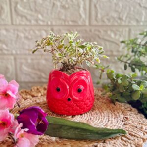 Handcrafted Ceramic Owl Planter Red