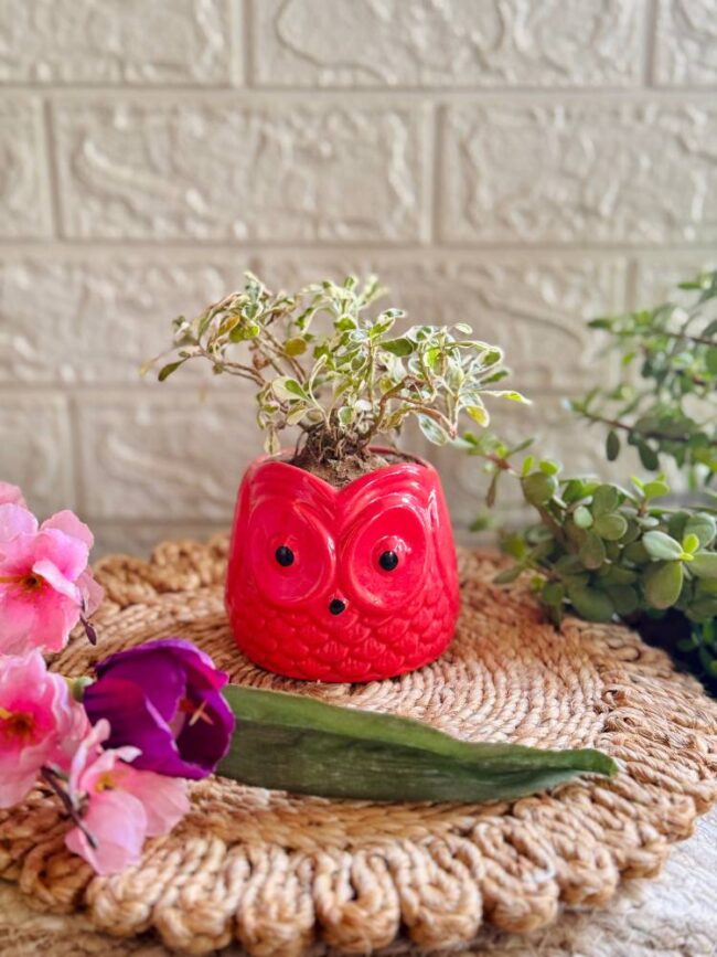 Handcrafted Ceramic Owl Planter Red