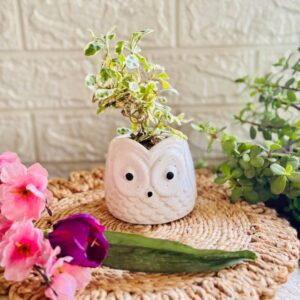 Handcrafted Ceramic Owl Planter White