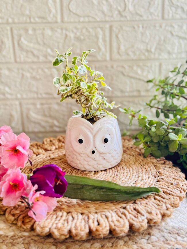 Handcrafted Ceramic Owl Planter White