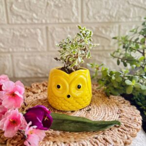 Handcrafted Ceramic Owl Planter Yellow